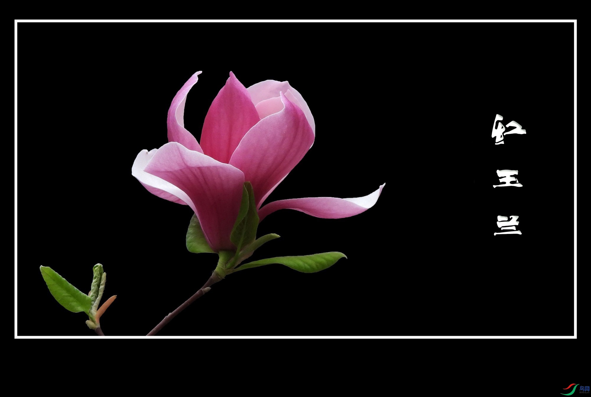 ������ (1).jpg