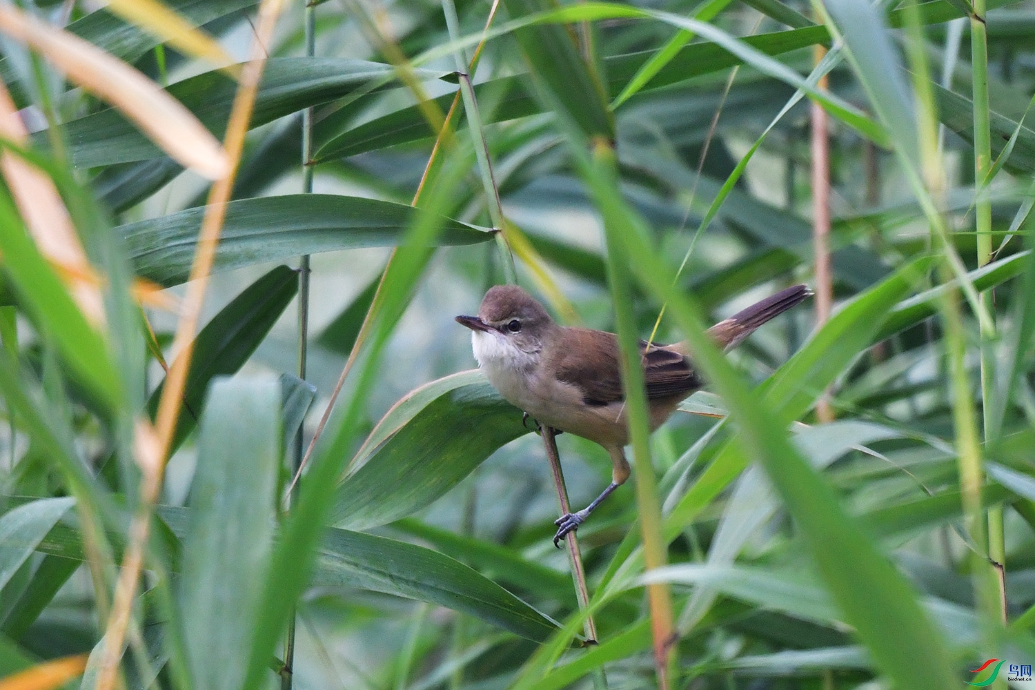 DSC_2078.jpg