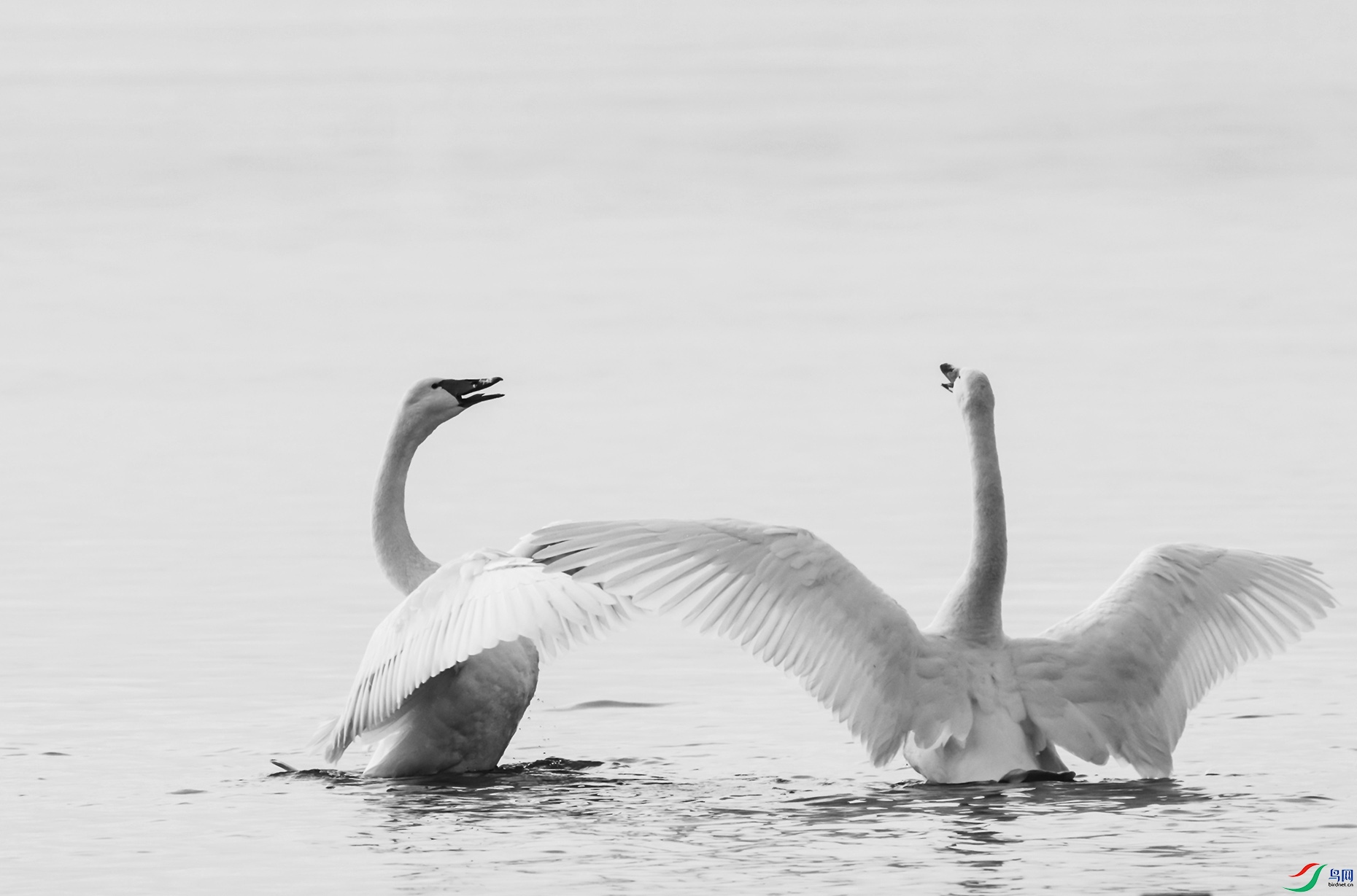 [鸟类] 双双起舞--天鹅