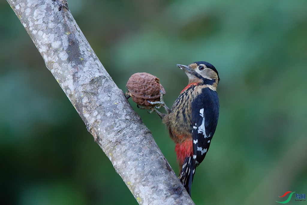 DSC_1157_DxOa.jpg