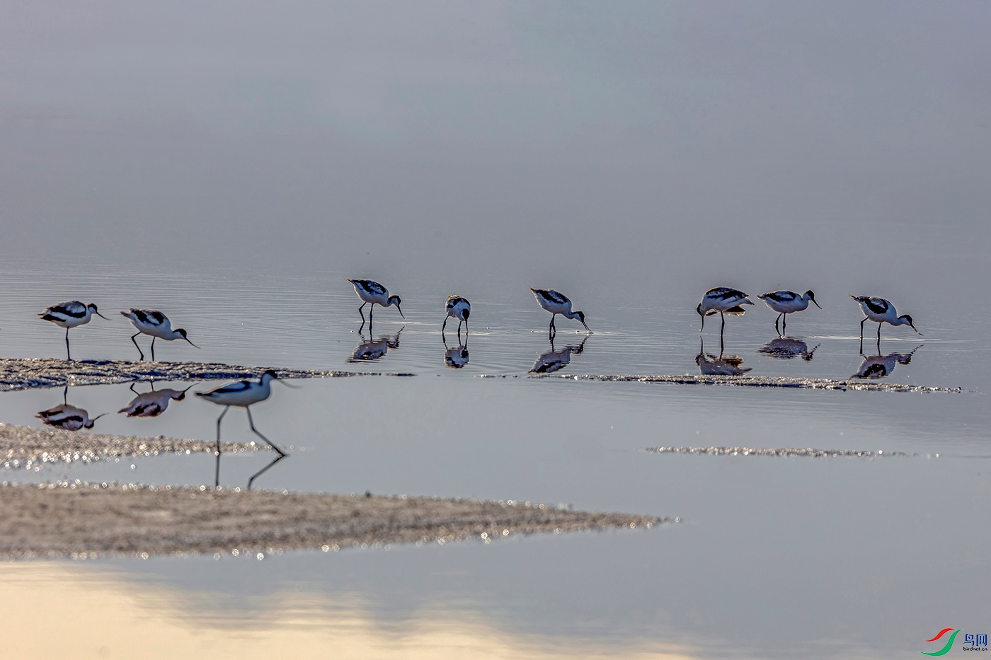 ������8ֻС�� (2).jpg