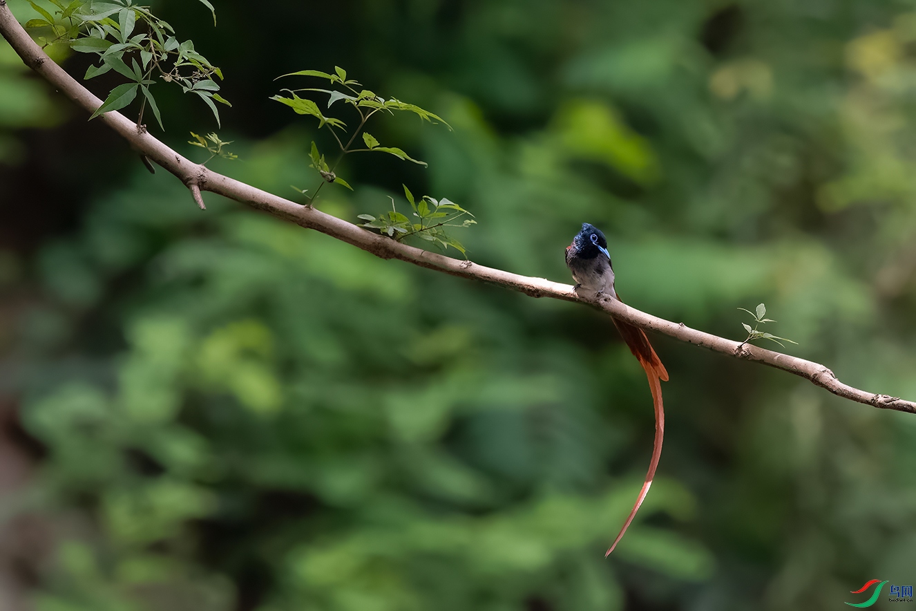 DSC_3517_DxOa.jpg