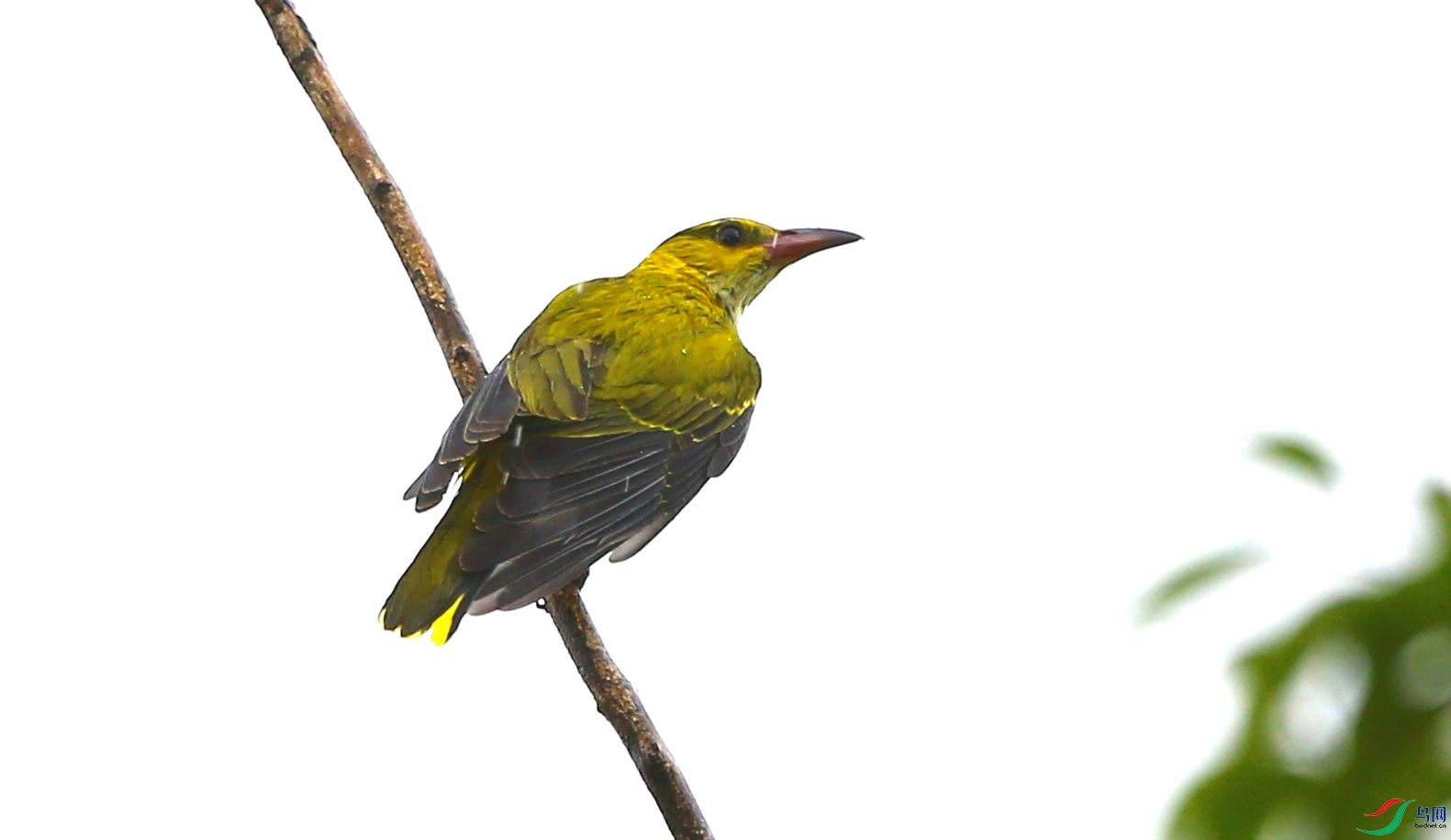 ����Բͨɽ�ĵ���𿡣