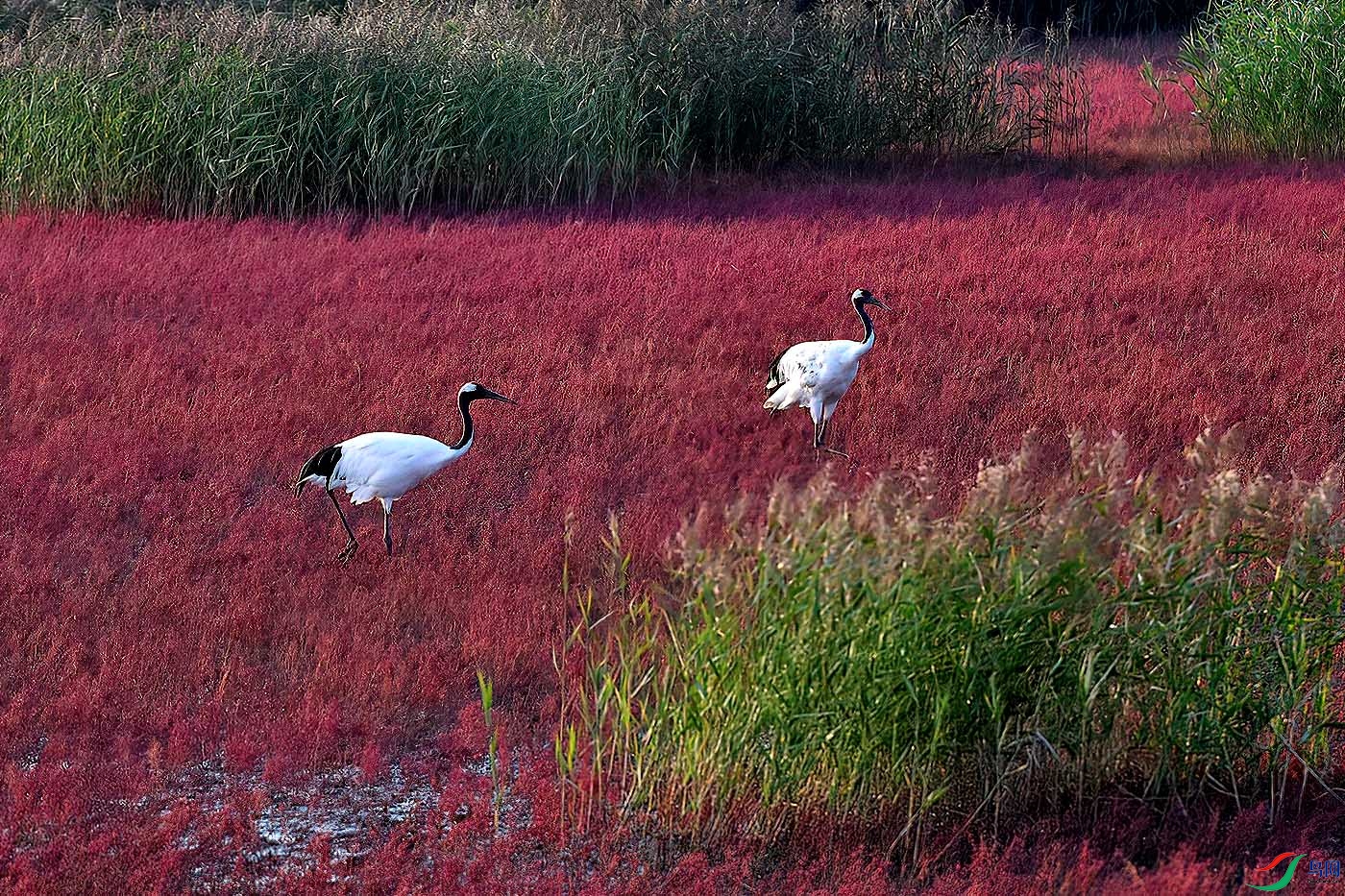 DSC_4654aaa.jpg