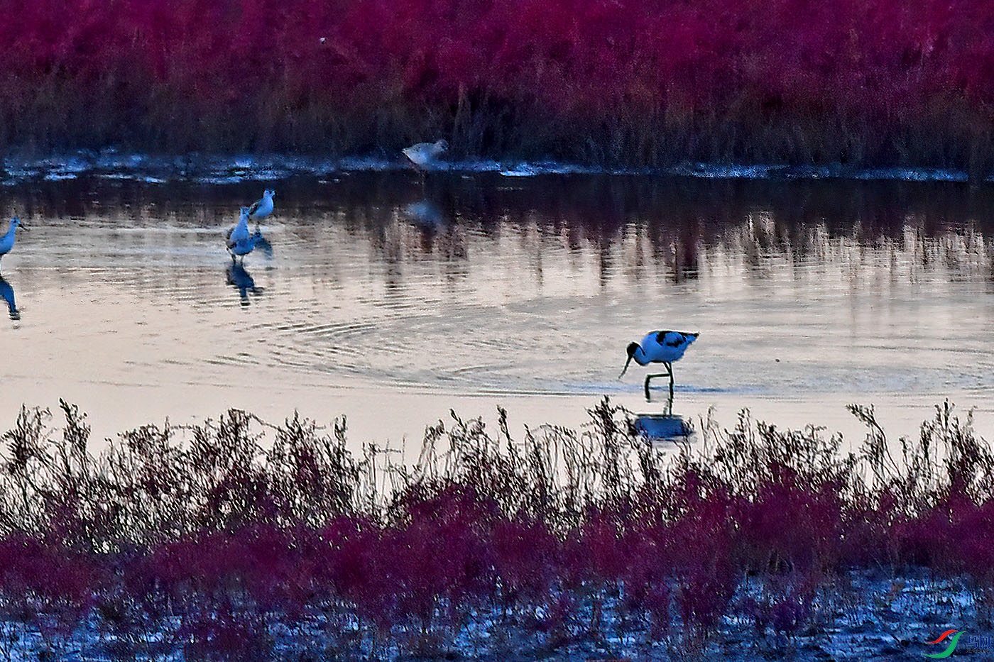 DSC_6921aaa.jpg