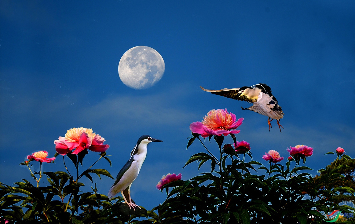 5.����-ҹ��6935AM.jpg