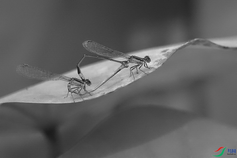 DSC_1115.JPG