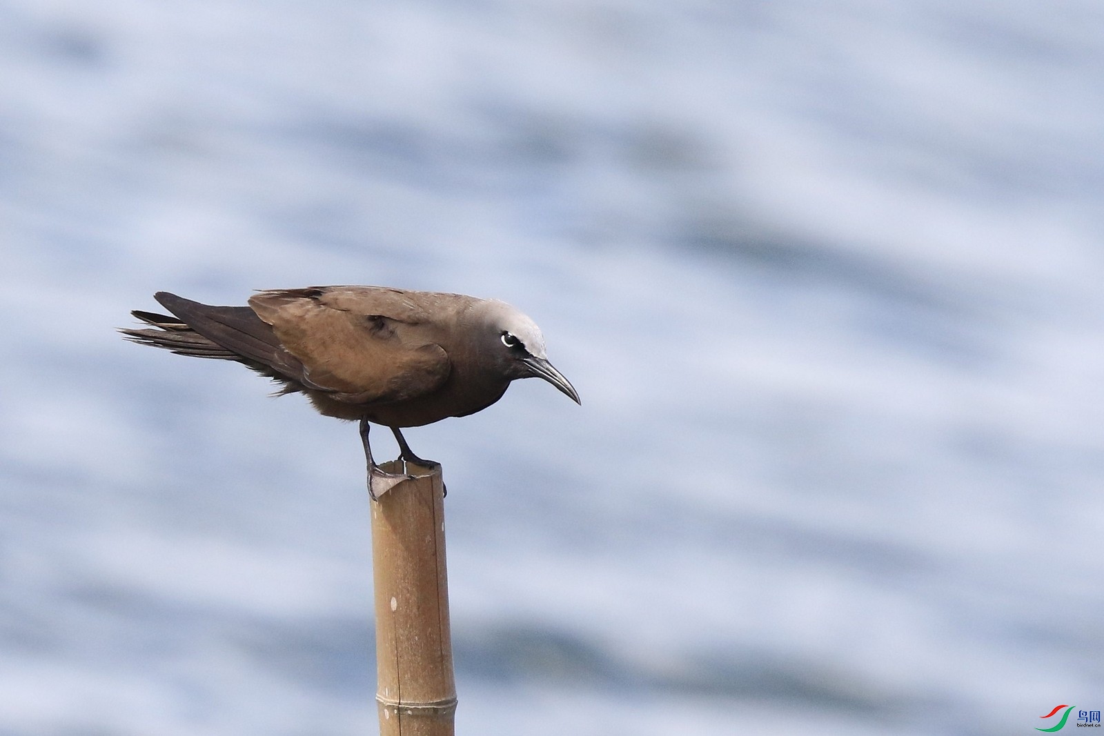 �׶�����Ÿ111 0F4A6559.jpg