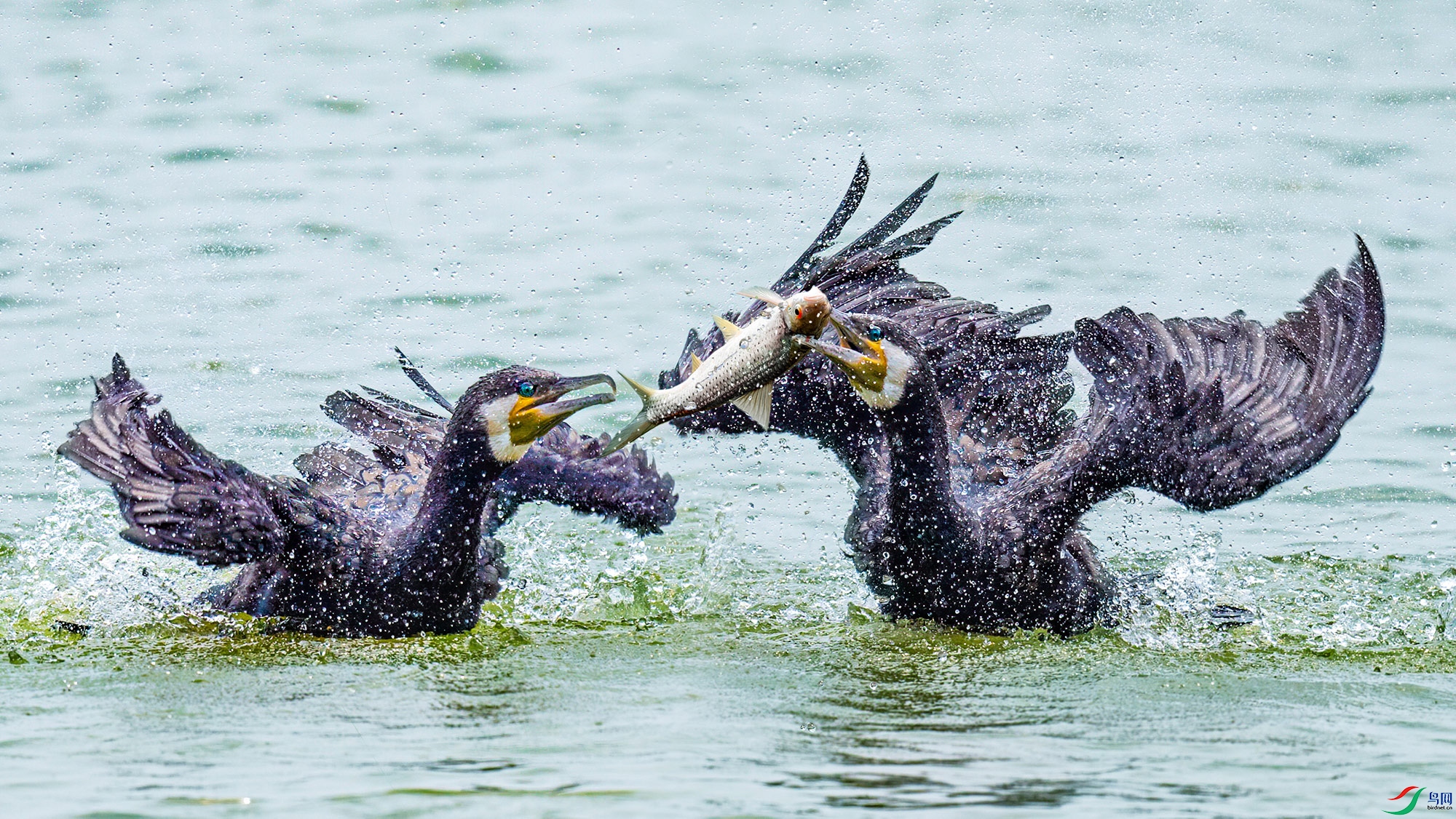 DSC_7803212.jpg