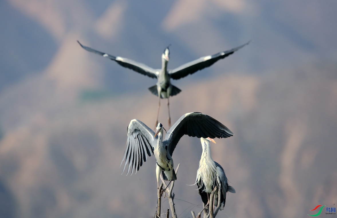 ���� 333.jpg