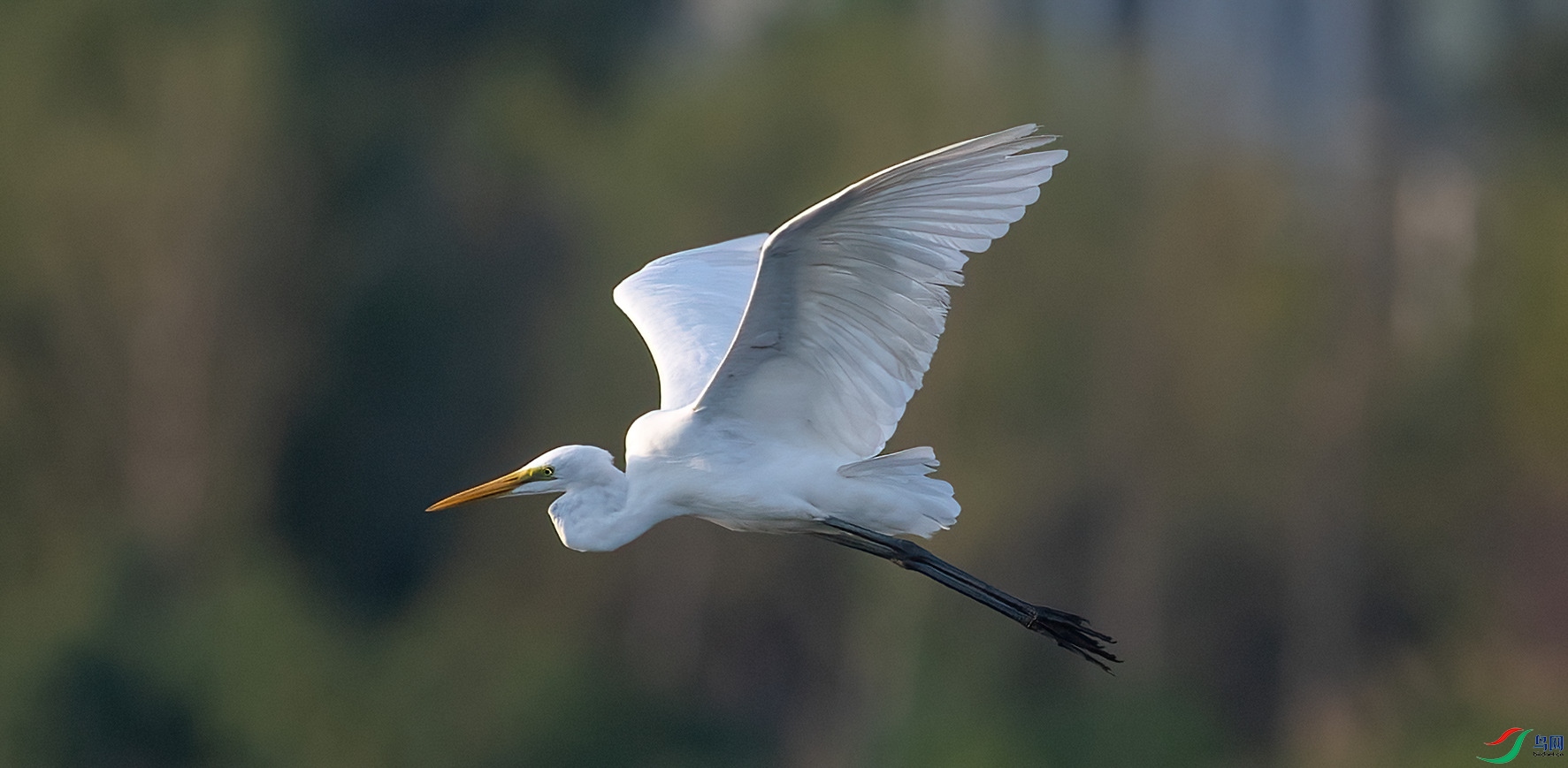 _DSC0308-denoise-clear.jpg
