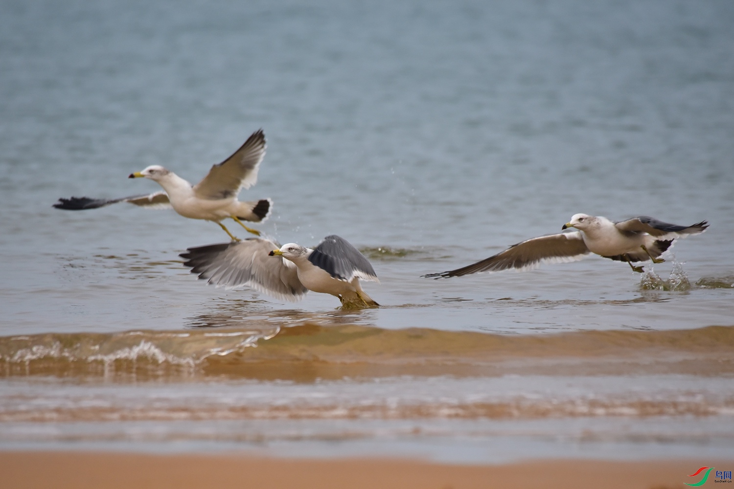 DSC_6537.JPG