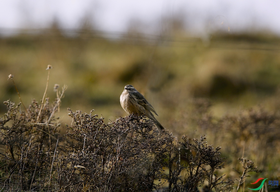 �ۺ�����