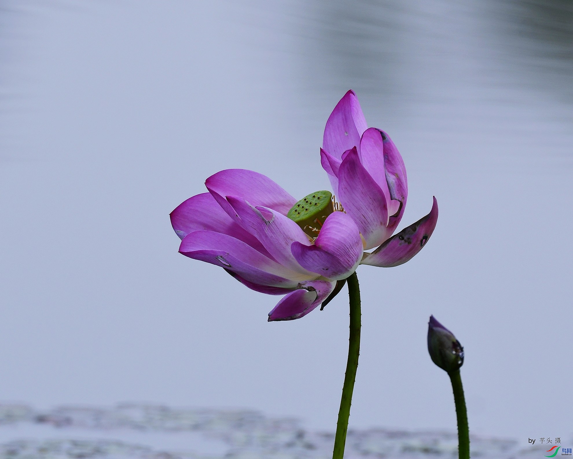 _D5D6338.jpg