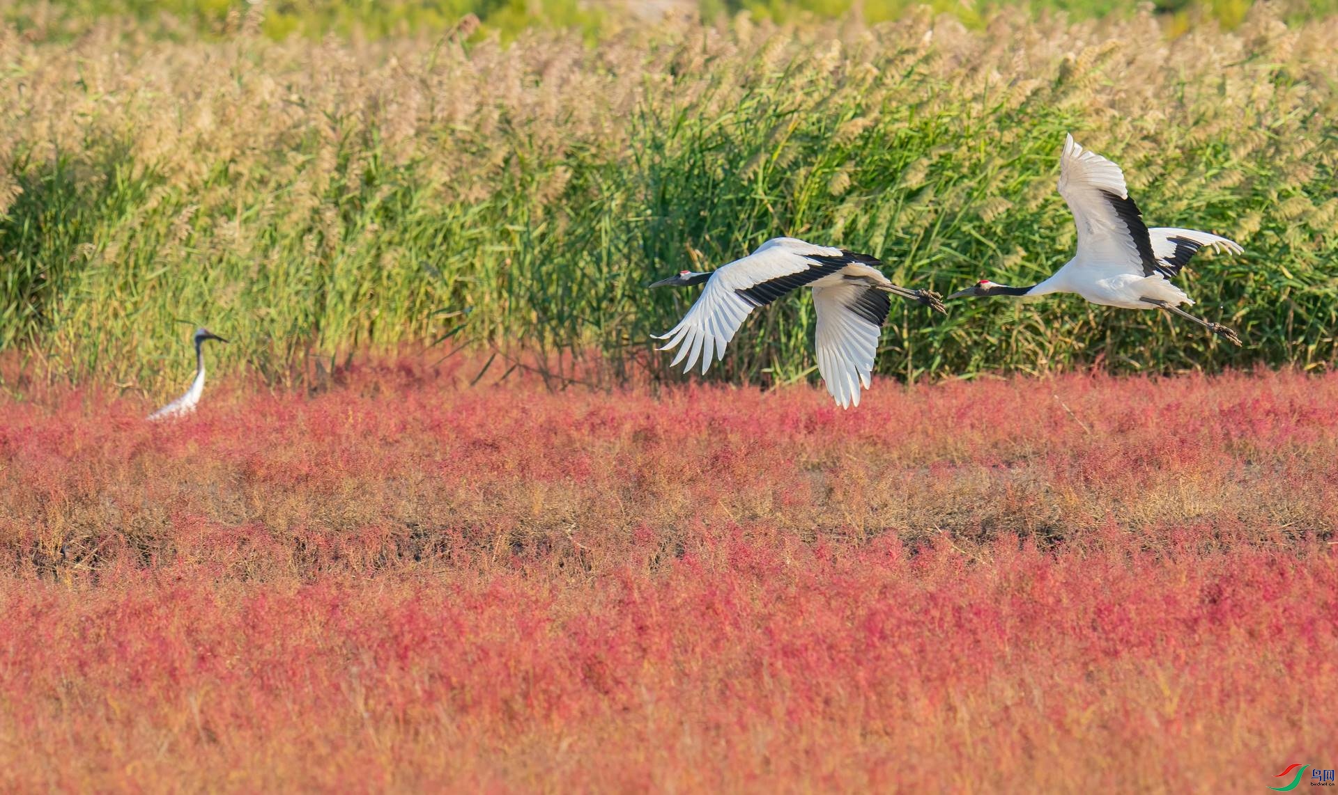 芦苇荡,红海滩,丹顶鹤