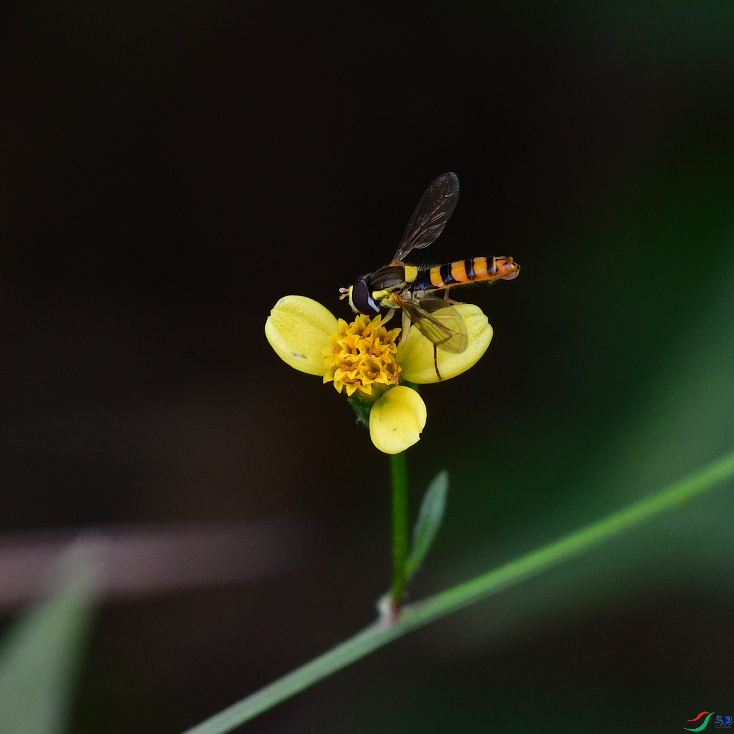 DSC_7528.jpg