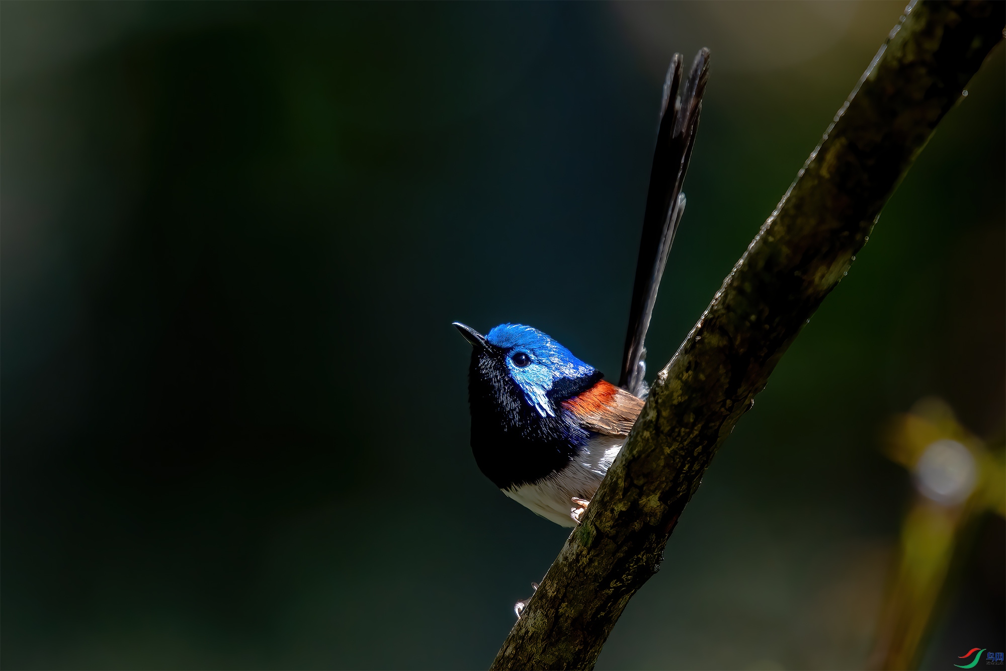 [鸟类] 鬼佬鸟--杂色长尾鹩莺