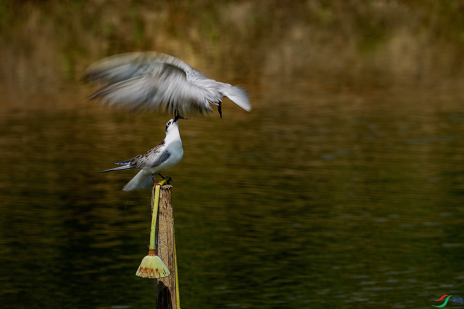 DSC_9327-3.jpg