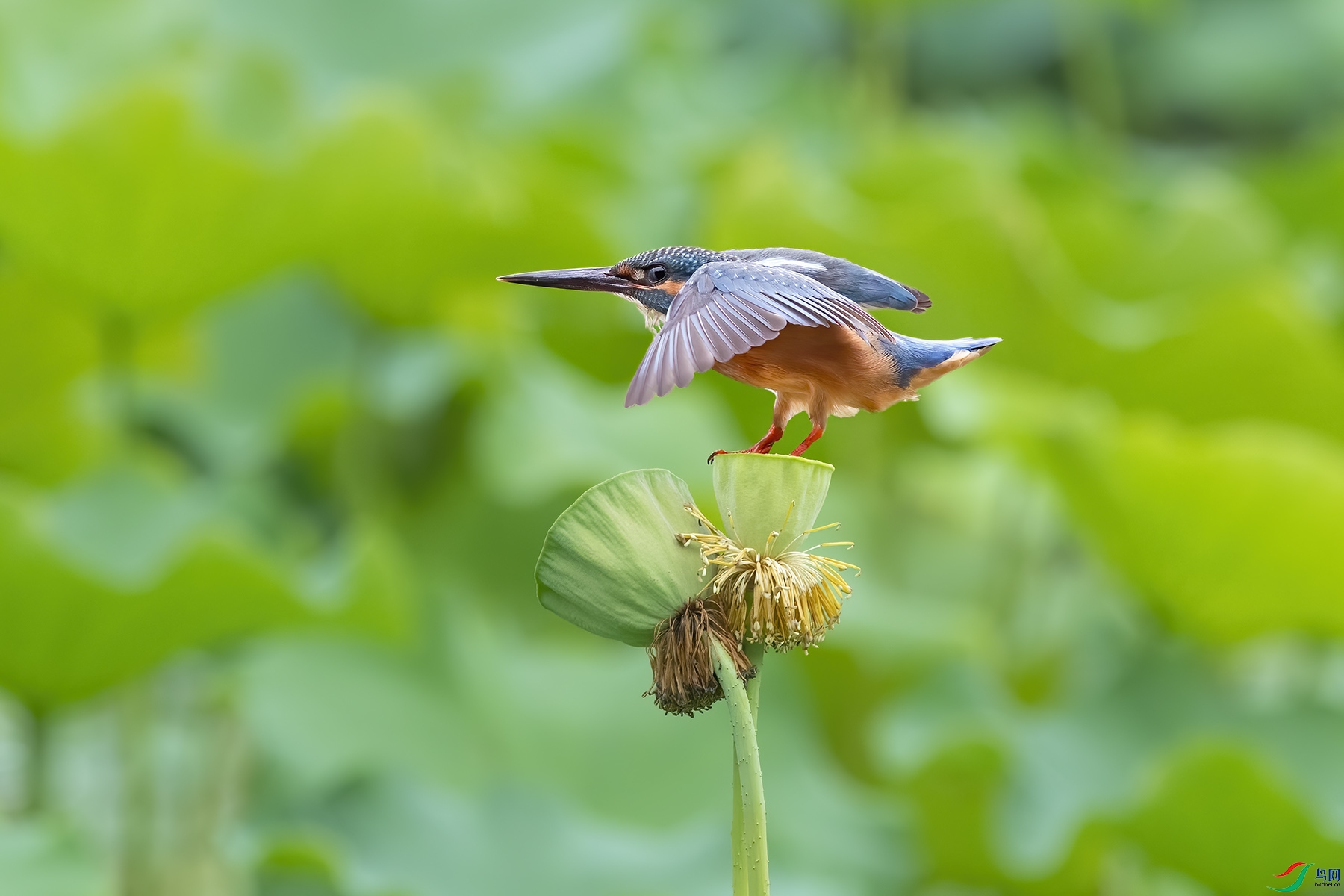 D5W_9287-1.jpg