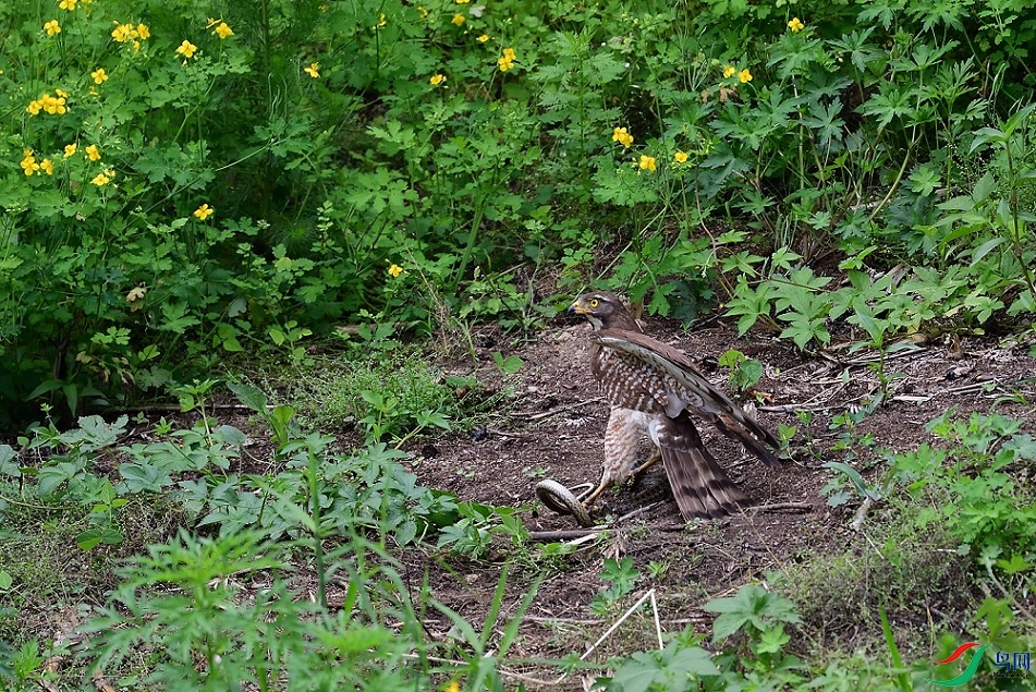 DSC_5803.jpg