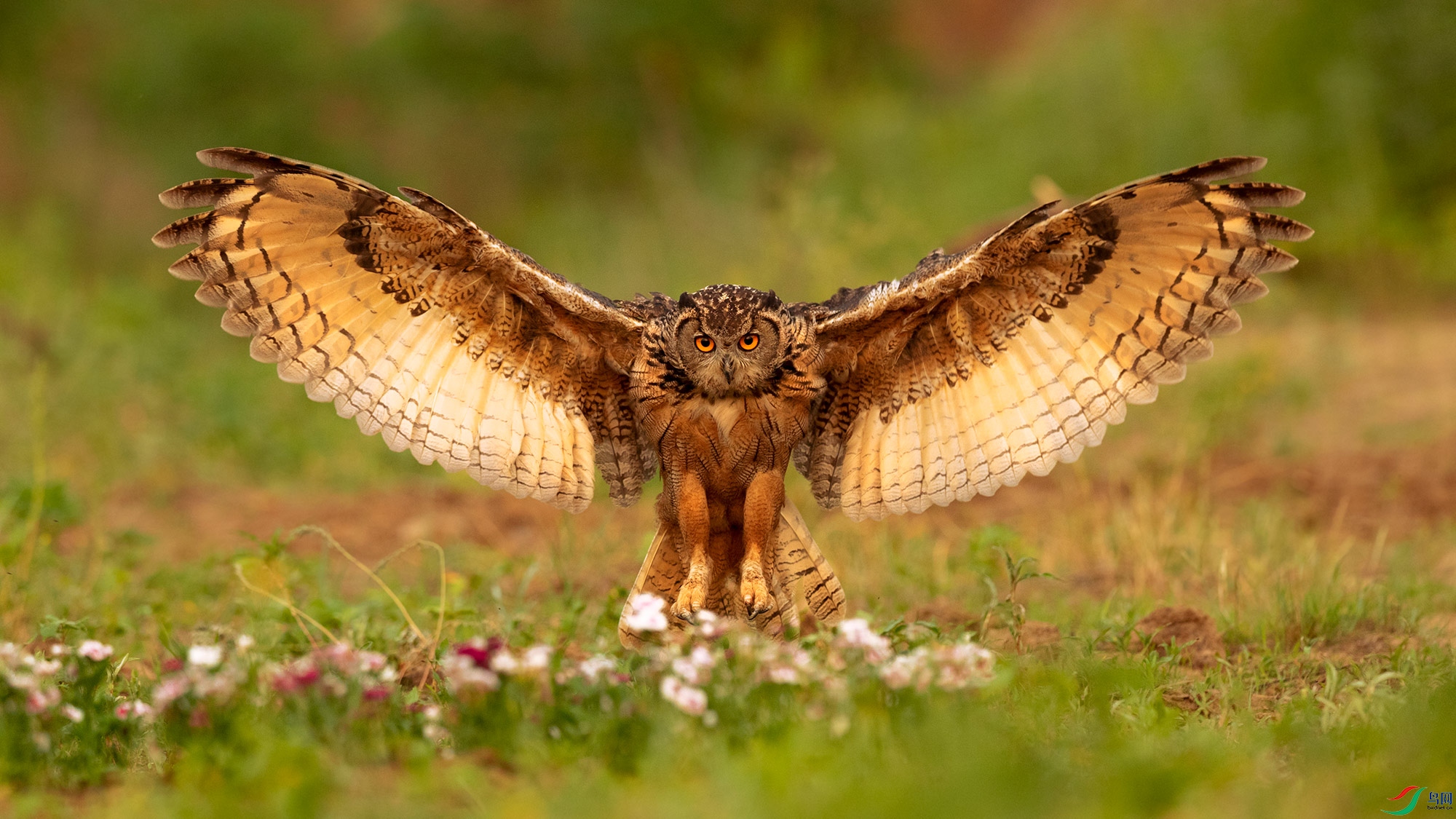 雕鸮呆萌不失威猛恭贺老师佳作荣获鸟类精华