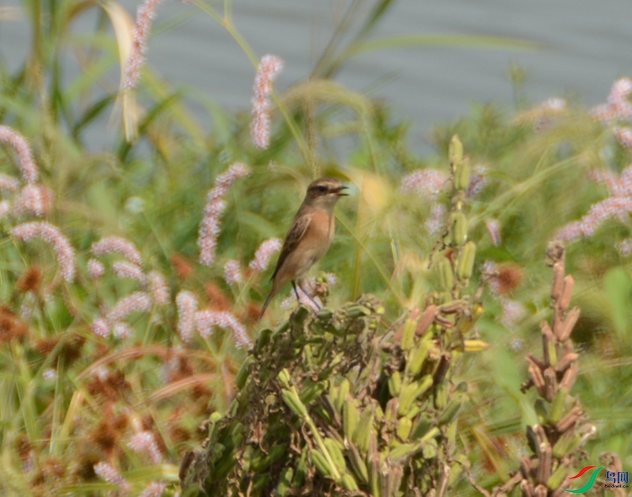 DSC_1499.JPG