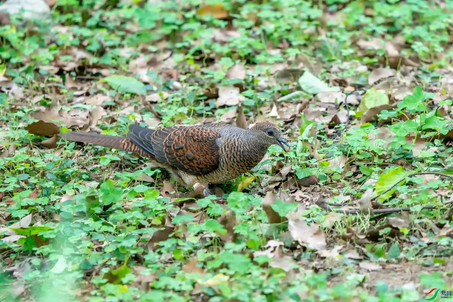 A9D06272a.jpg