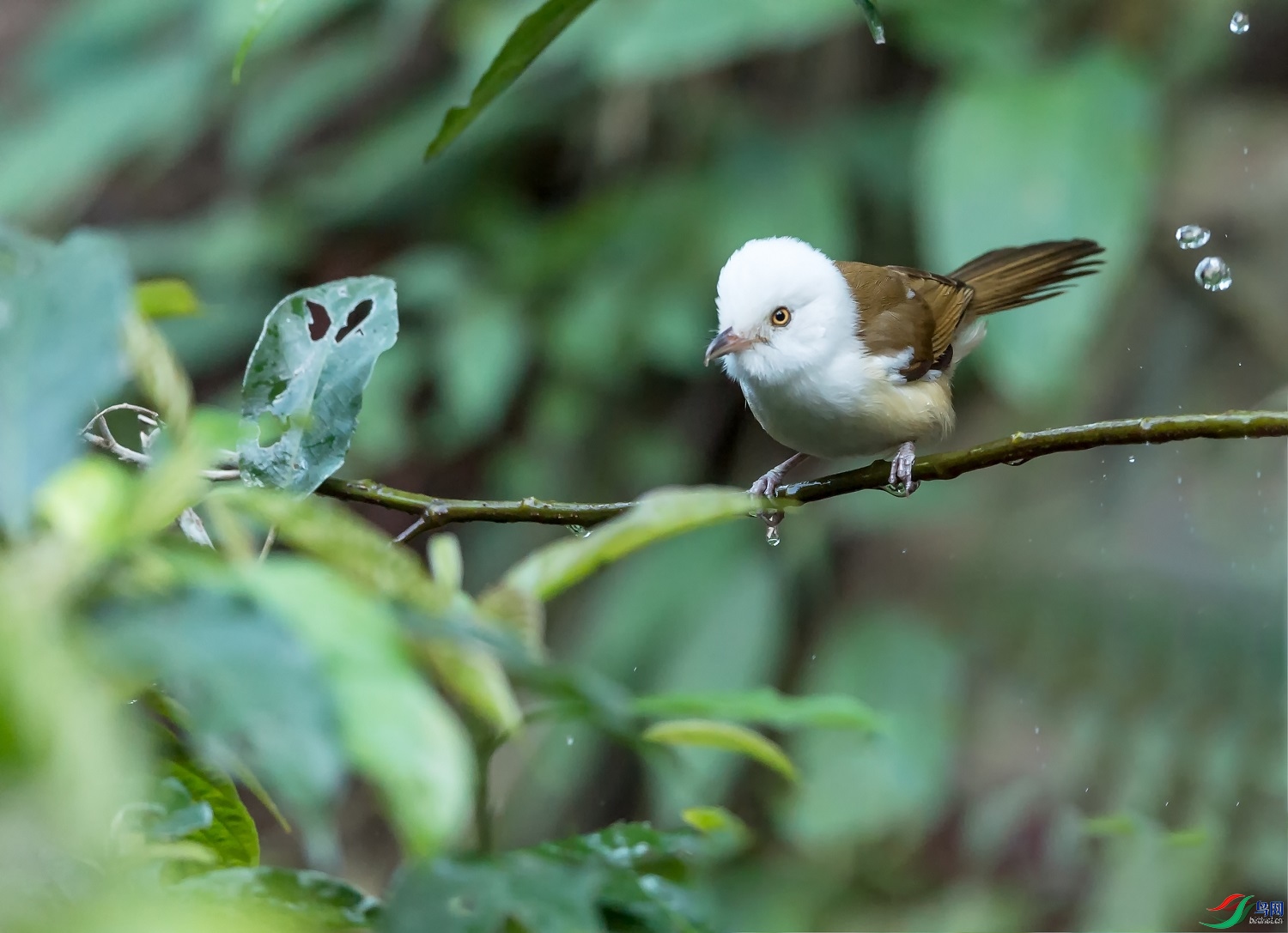 ��ɽ��Ҷ  ��ʦ����������ʡ�º���徰����������ӯ����0.jpg