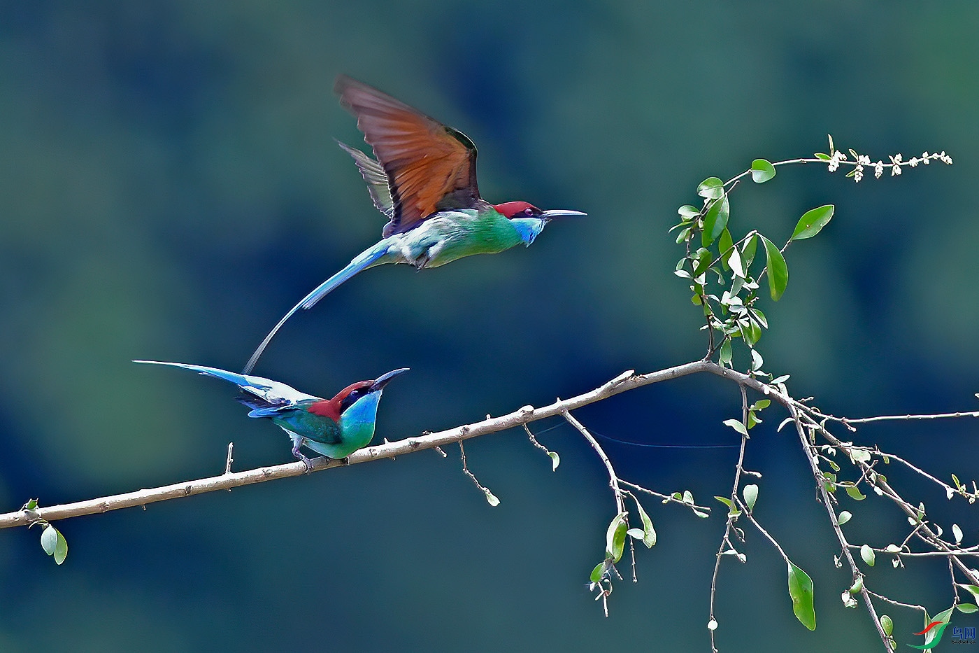 DSC_7079aa.jpg