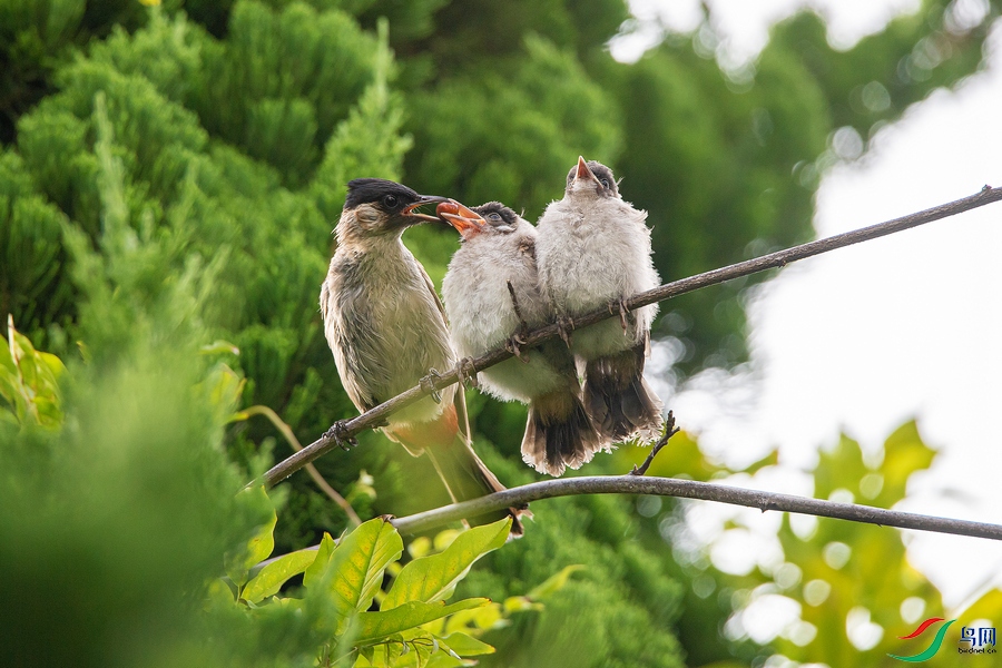 DSC_8819a.jpg