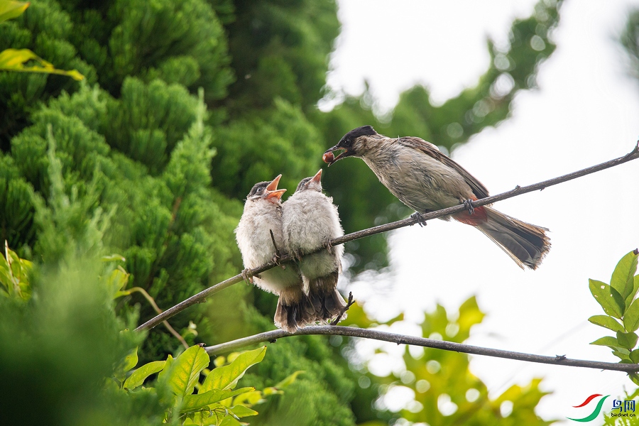 DSC_8833a.jpg