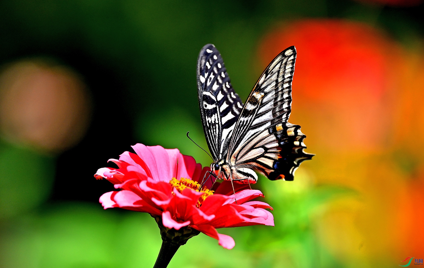 金秋蝴蝶采蜜忙