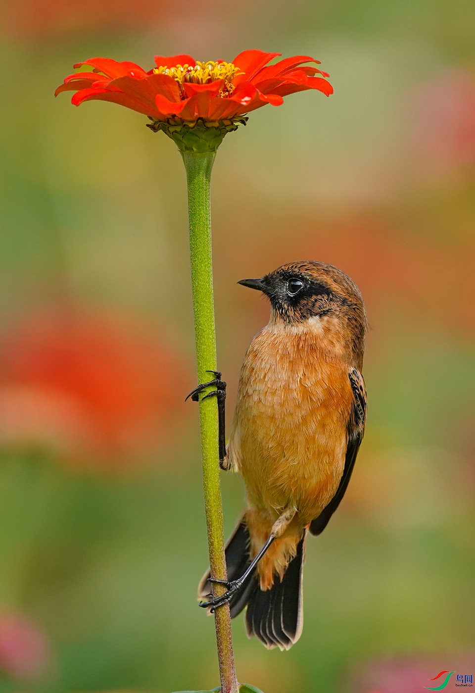 DSC06387���� .jpg