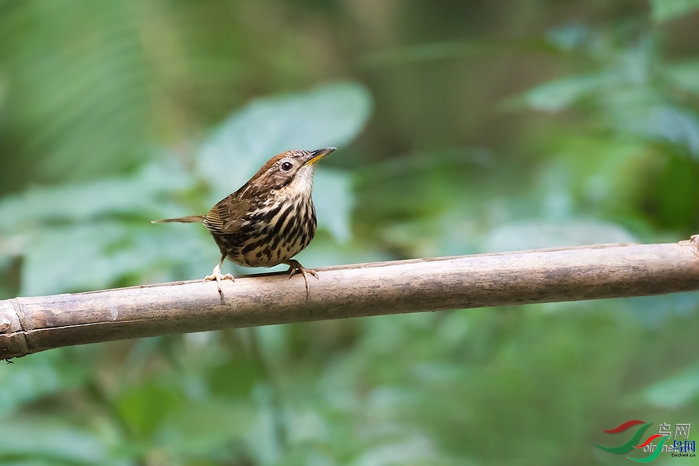 ������  ��ʦ����.jpg