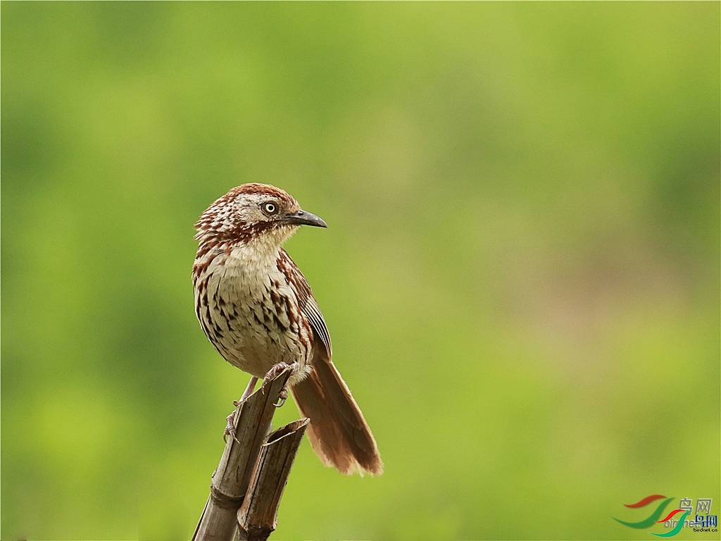 �߰Ѳ�0   ��ʦ�����ں���ʡ��������������������.jpg