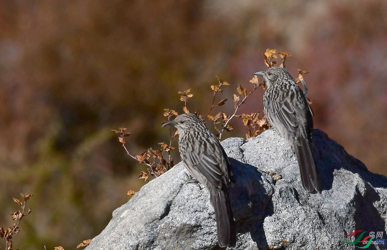 ���ɶ�  ��ʦ����.jpg