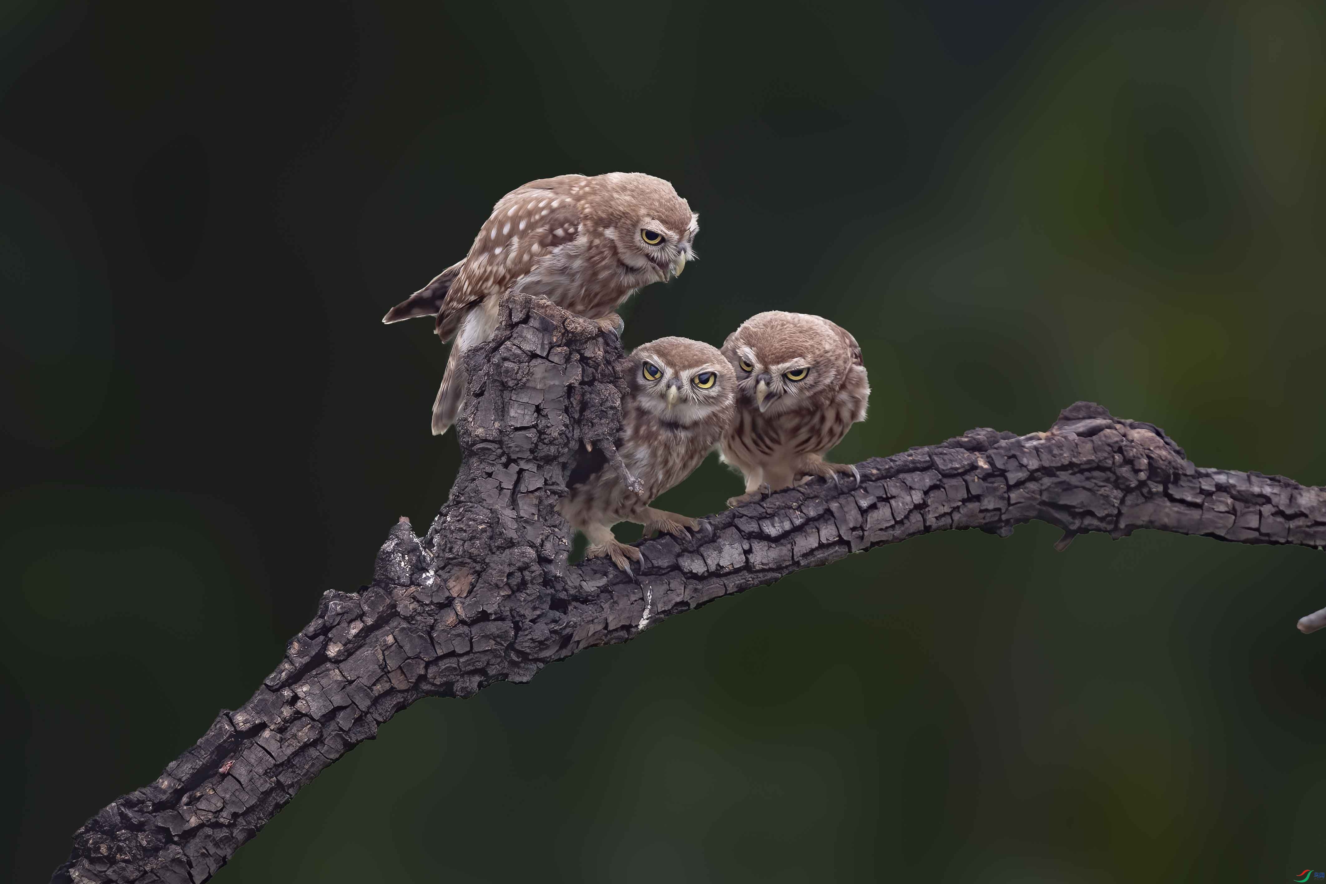 A95I6930 ����.jpg