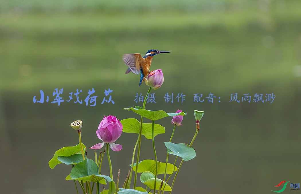 С��Ϸ���ʣ���Ƶ���棩