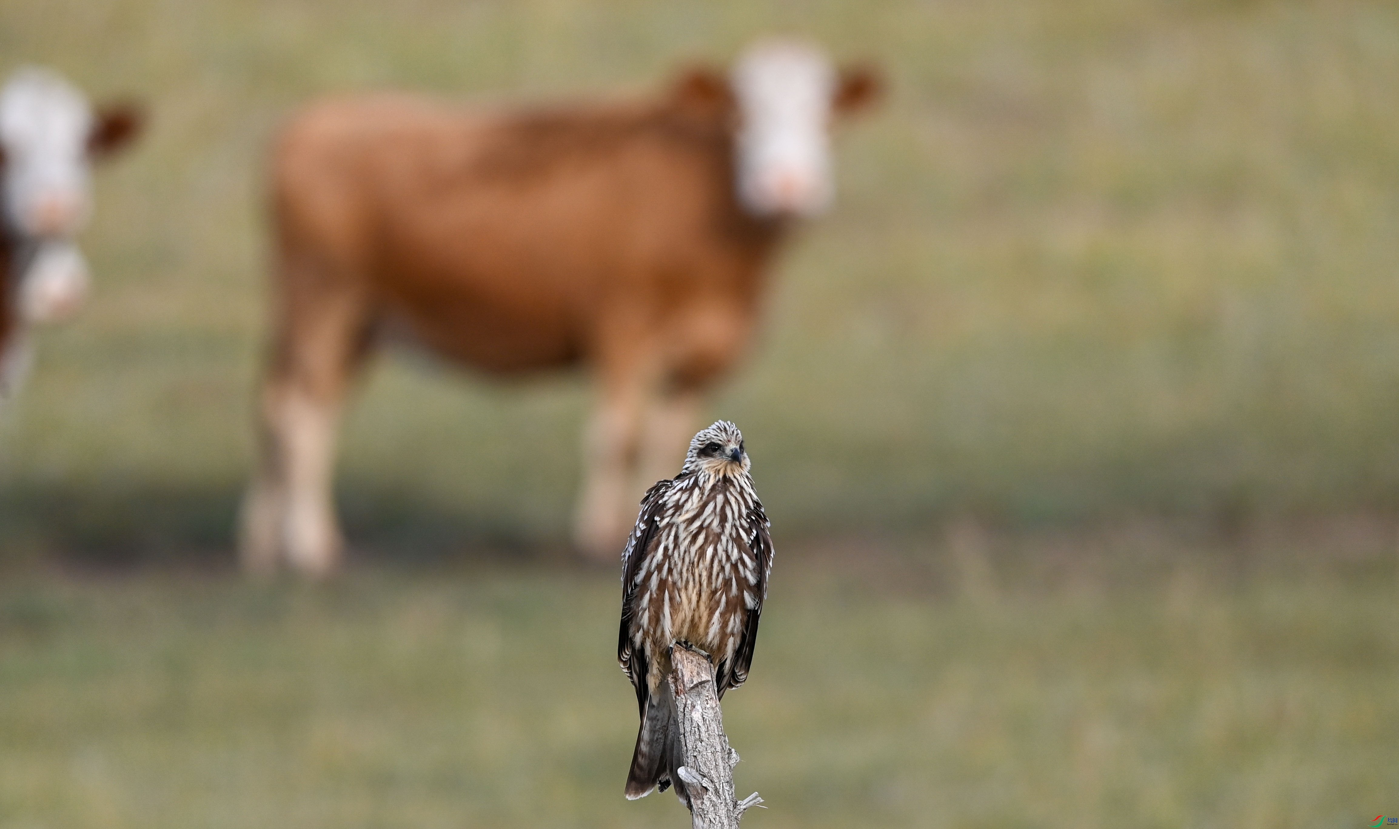 �������ţ�����ĺ��