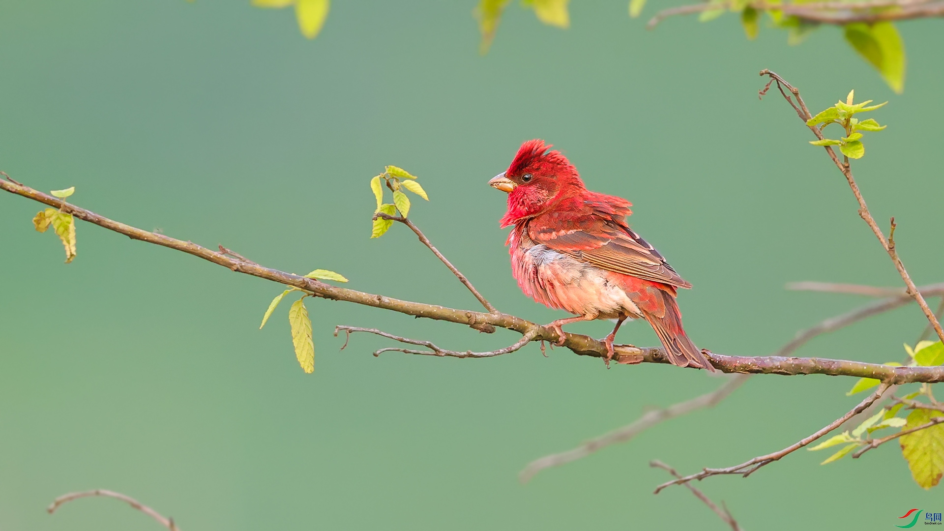 普通朱雀------目视前方 (贺获鸟类精华)