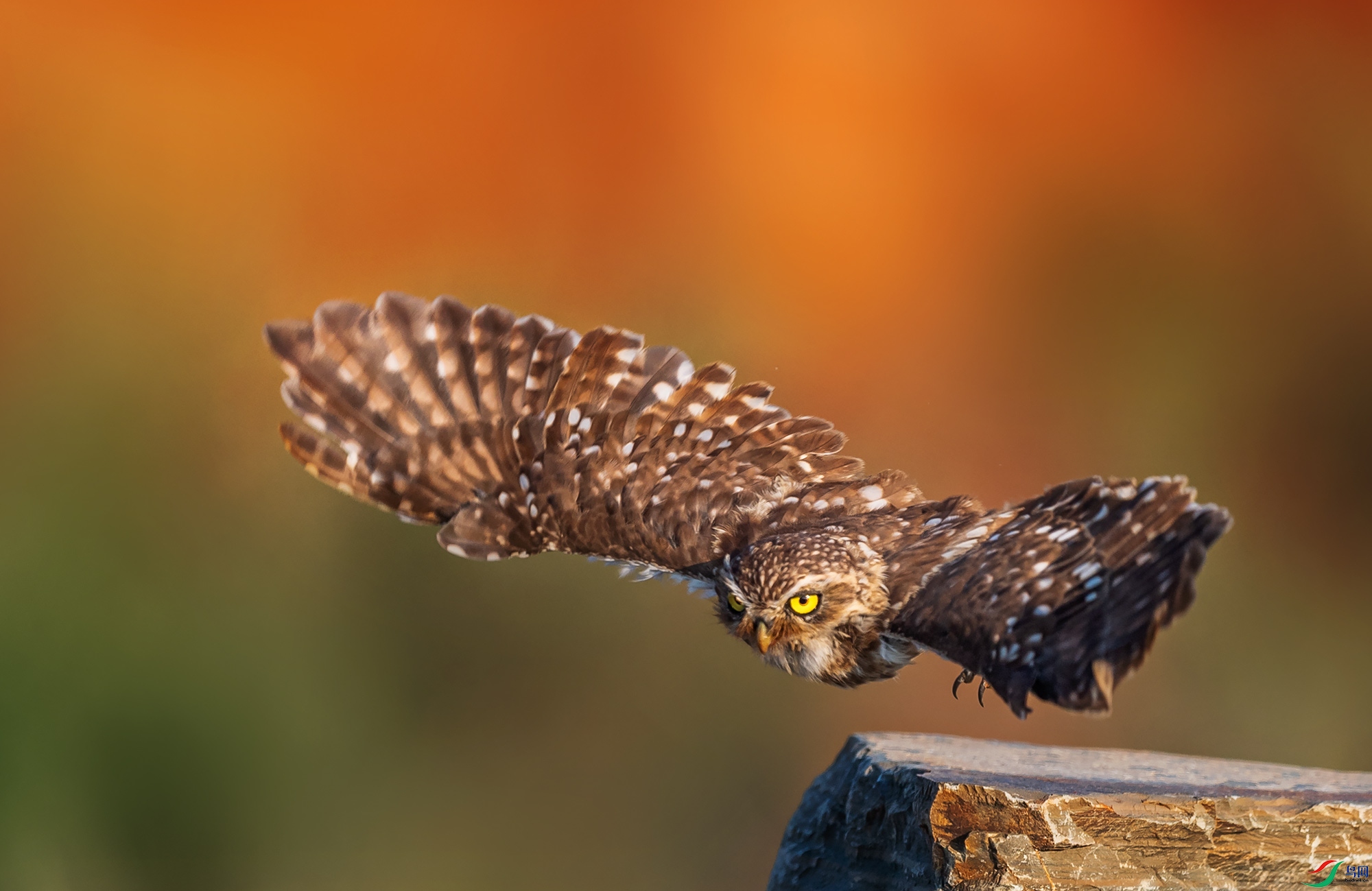 ���Ƹ�С�^