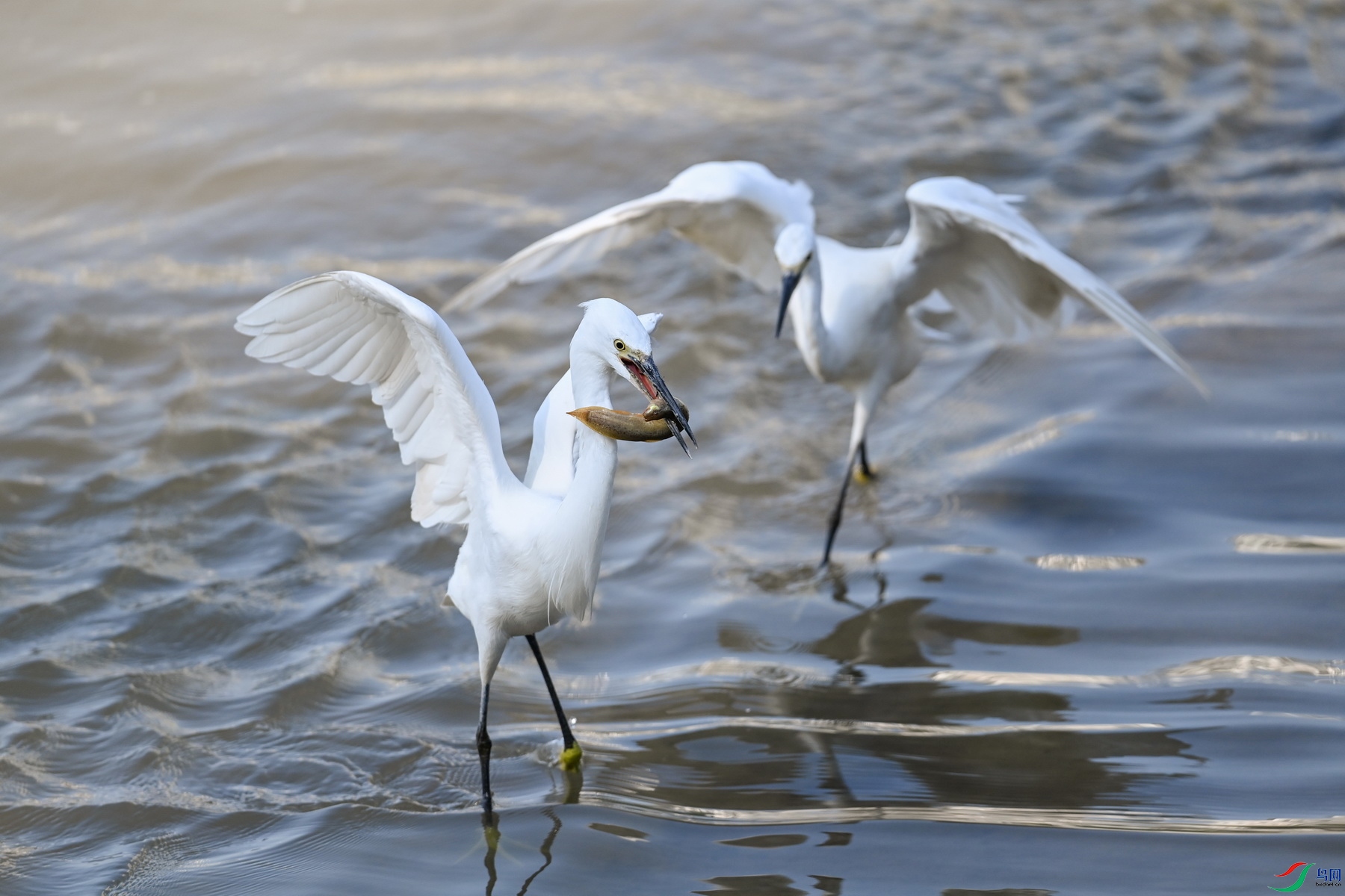 DSC_6477.JPG