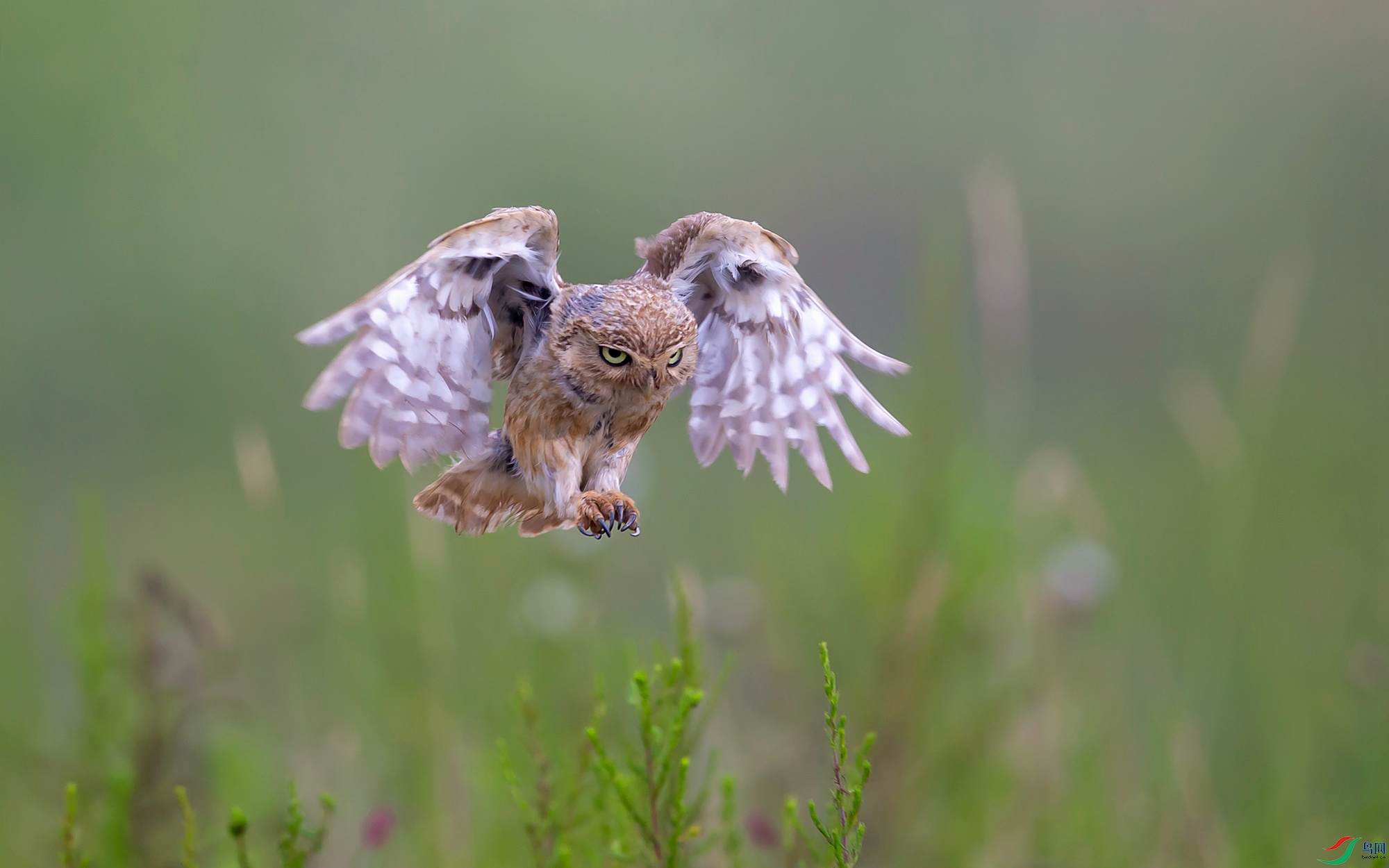 ���Ƹ�С�^