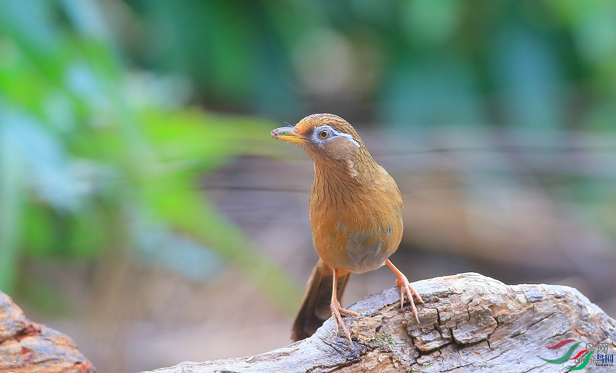 �̺���Ÿ  ��ʦ����.jpg