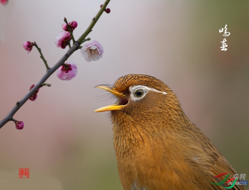 ycjscn  ��ʦ����.jpg