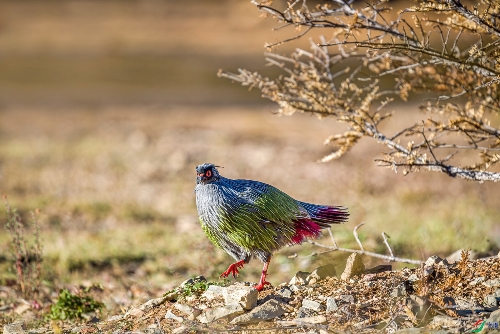 DSC_7060_����.jpg