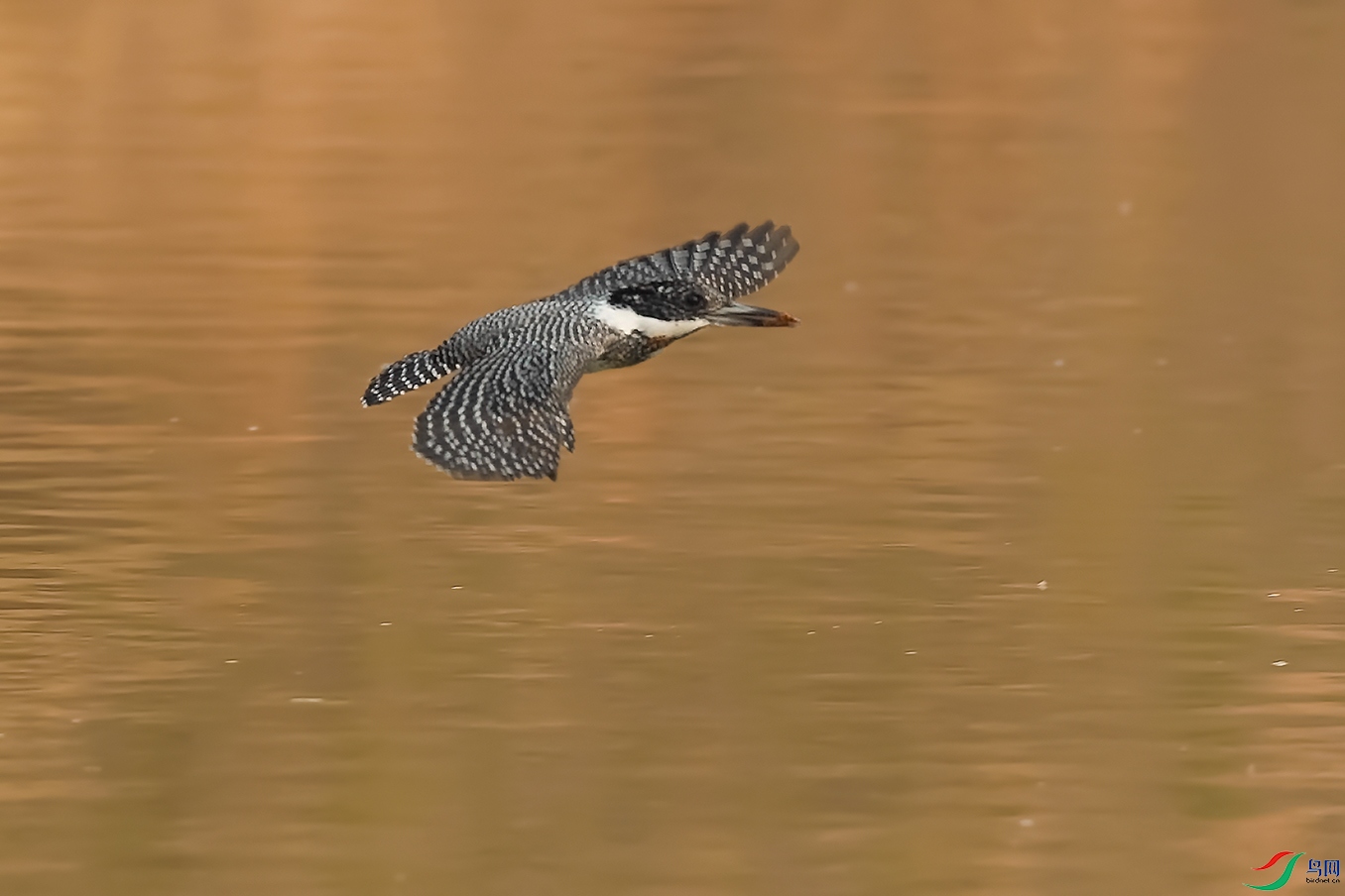 DSC_6924_DxOa.jpg
