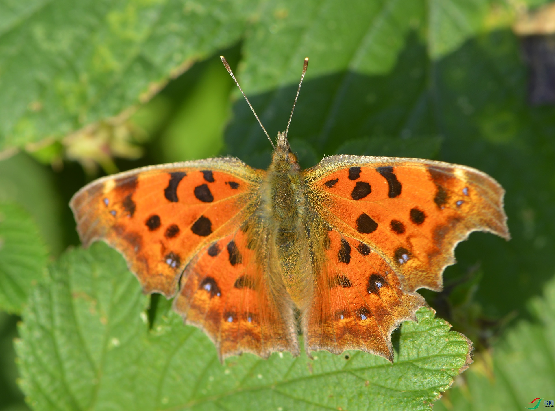 ������Ӱ 3402����.jpg