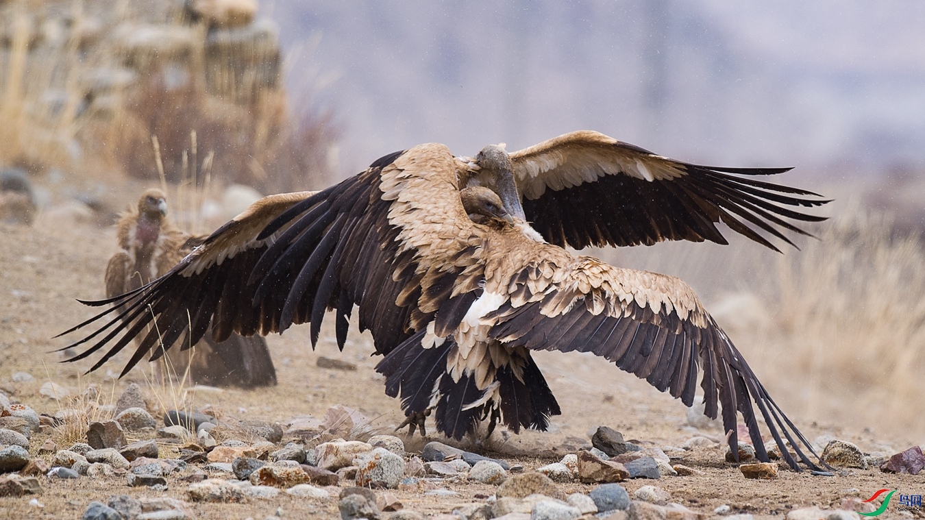 DSC_9793 - ����.jpg