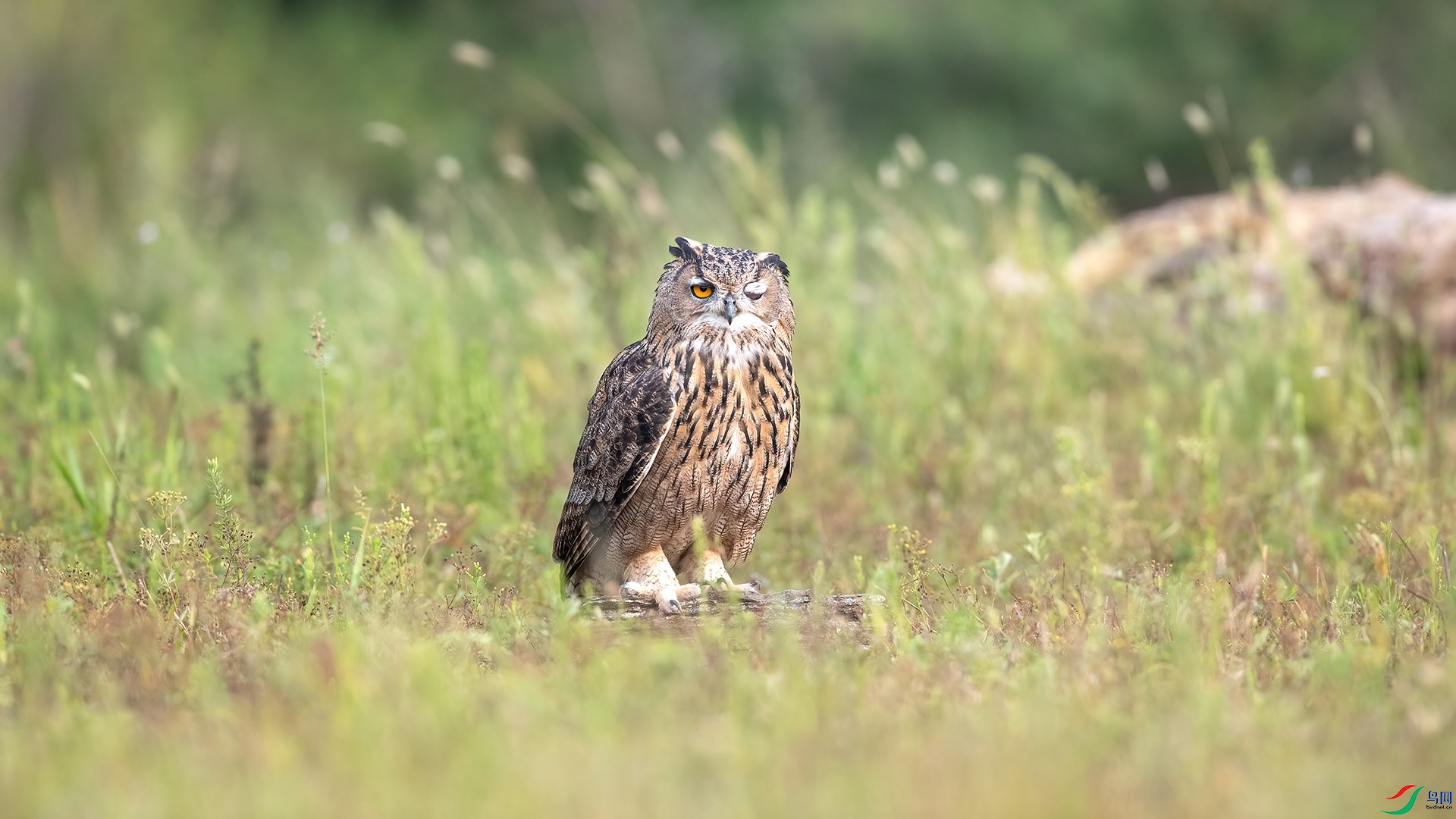 1DX_8852 ����.jpg